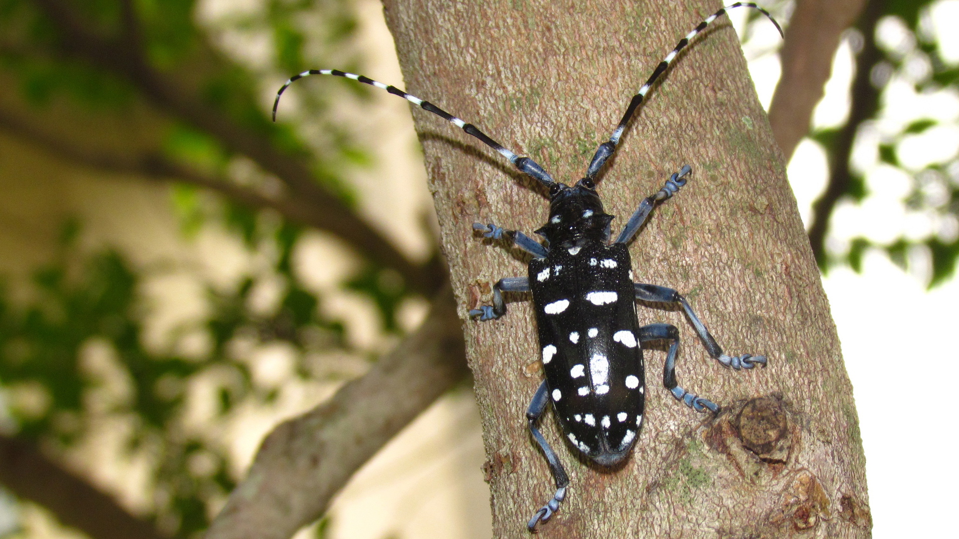 Asian long horned beetle larva id