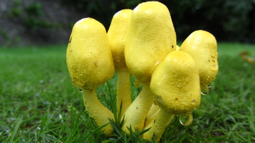 Leucocoprinus birnbaumii