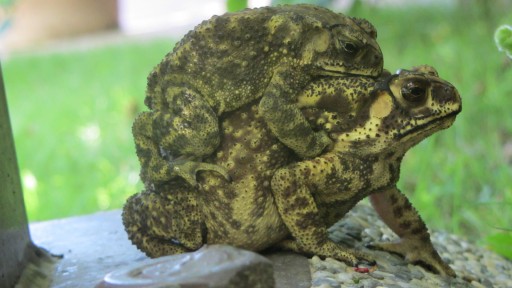 Spectacled toad