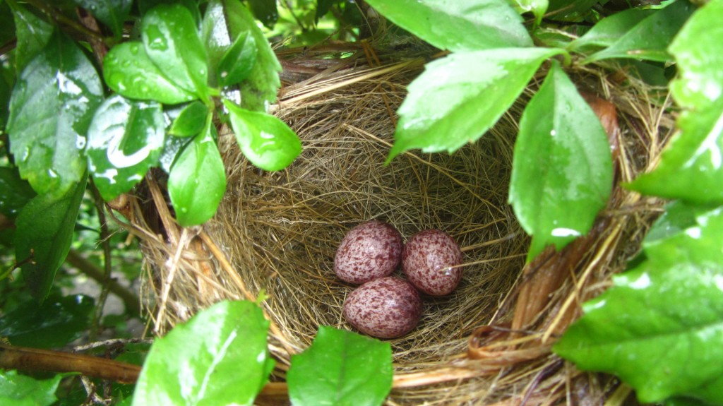 Taiwan Bulbul eggs