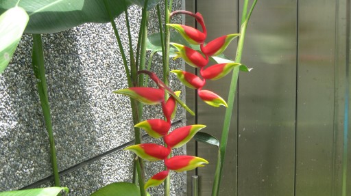 Heliconia Rostrata