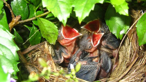 Taiwan Bulbul