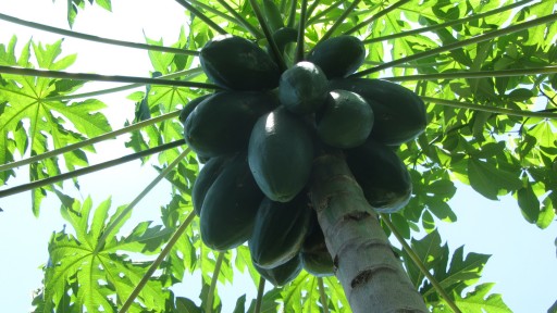 Papaya (Carica papaya)