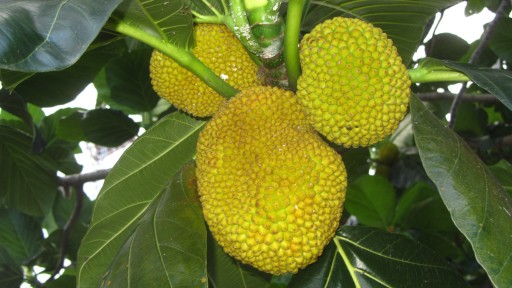 Breadfruit (Artocarpus altilis)