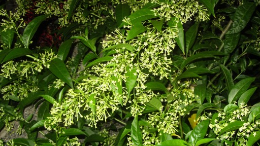 Night-blooming jessamine (Cestrum nocturnum)