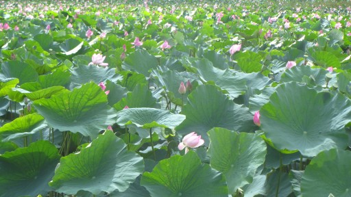 Indian lotus (Nelumbo nucifera)