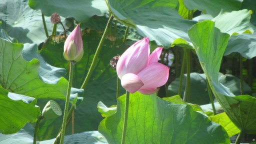 Indian lotus (Nelumbo nucifera)