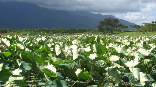 Indian lotus (Nelumbo nucifera)