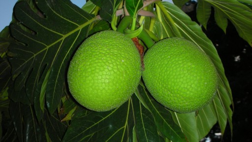 Breadfruit (Artocarpus altilis)