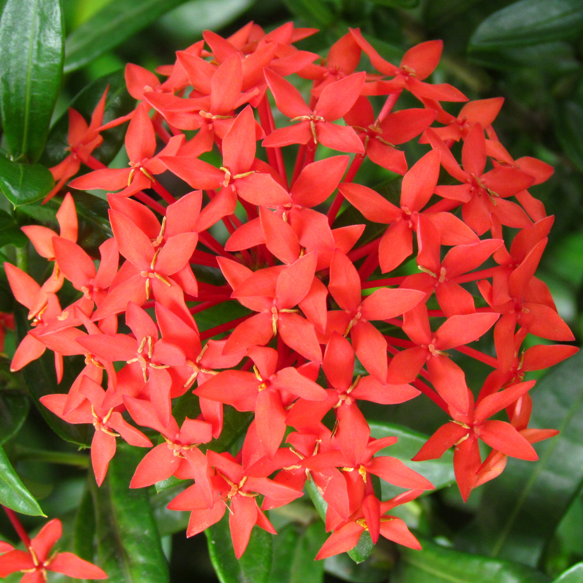 Jungle geranium (Ixora coccinea)