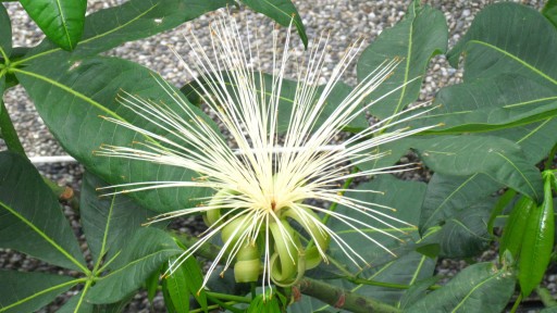 Malabar chestnut (Pachira aquatica)