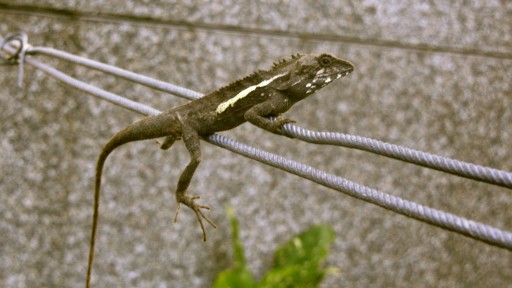 Swinhoe's Japalura (Japalura swinhonis)