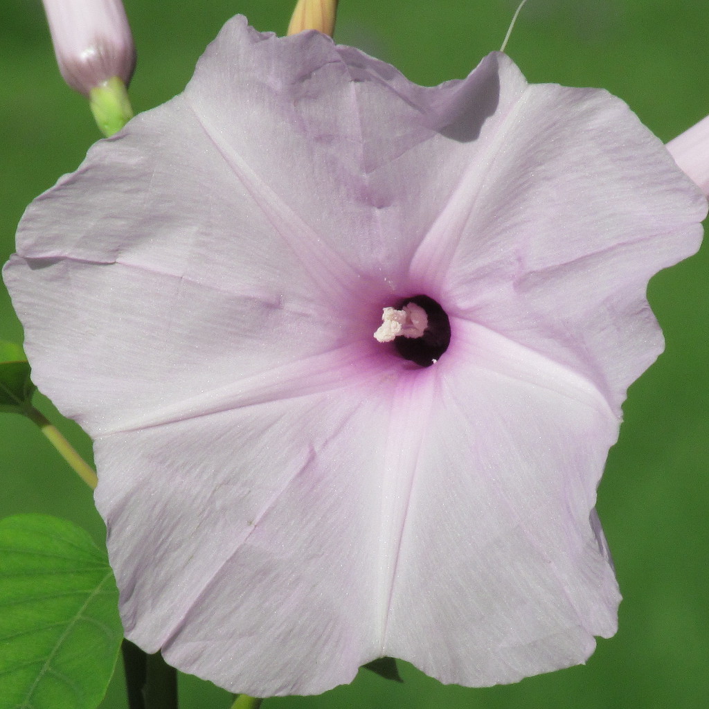 Pink morning glory (Ipomoea carnea)