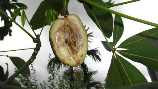 Malabar chestnut (Pachira aquatica)