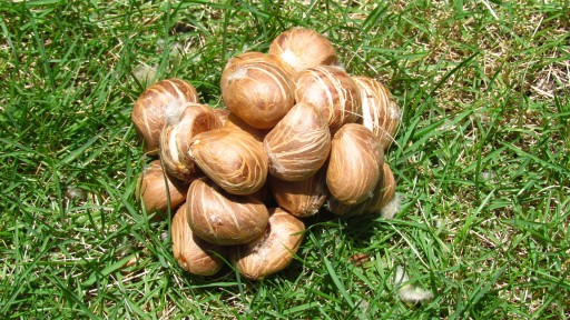 Malabar chestnut (Pachira aquatica)