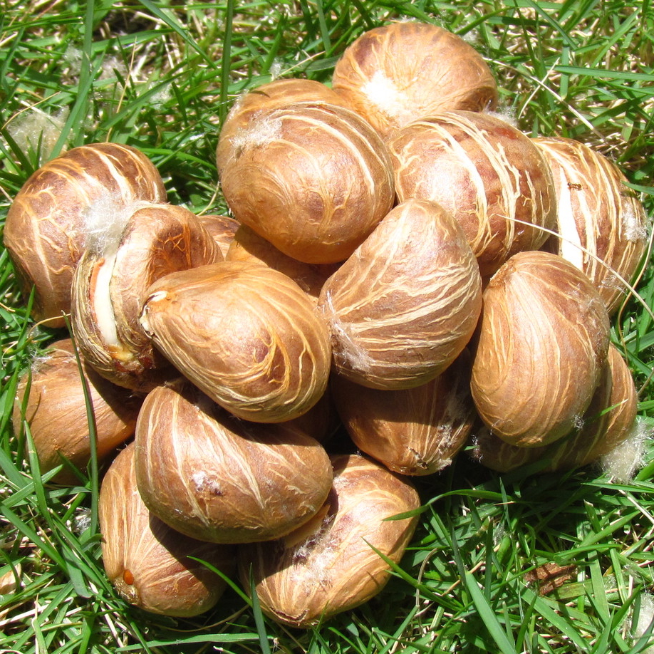 Malabar chestnut (Pachira aquatica)