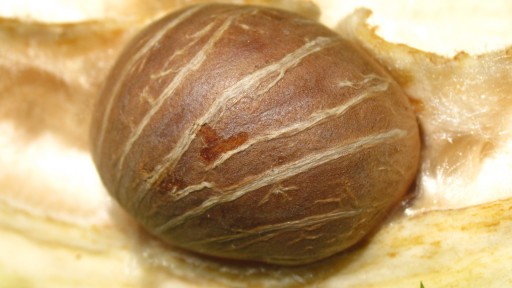 Malabar chestnut (Pachira aquatica)