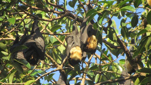 Spectacled flying fox (Pteropus conspicillatus)
