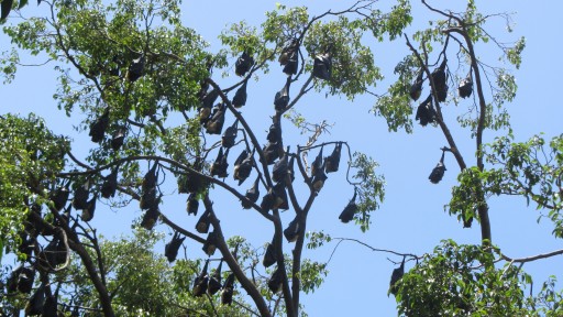 Spectacled flying fox (Pteropus conspicillatus)