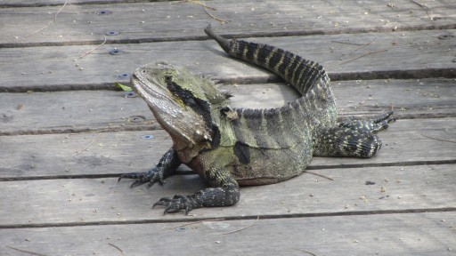 Eastern Water Dragon (Physignathus lesueurii lesueurii)