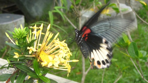 Jungle geranium (Ixora coccinea)