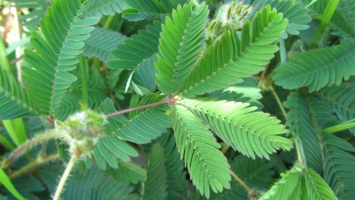 Sensitive plant (Mimosa pudica)