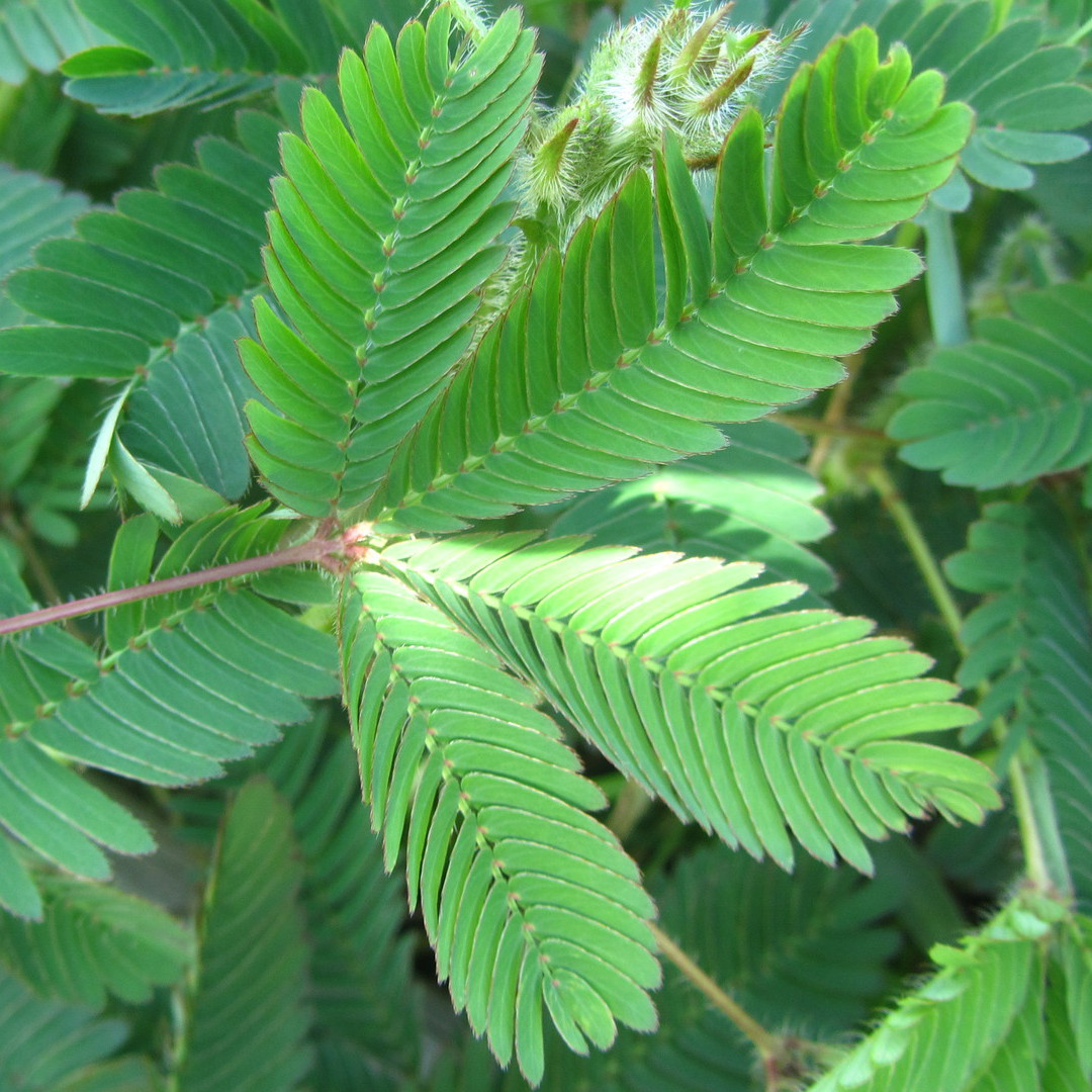 Sensitive plant (Mimosa pudica)