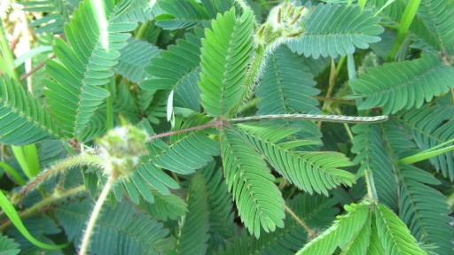 Sensitive plant (Mimosa pudica)