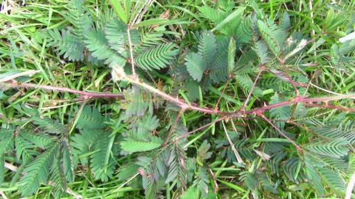 Sensitive plant (Mimosa pudica)