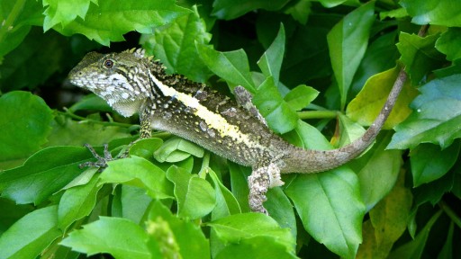 Swinhoe's Japalura (Japalura swinhonis)