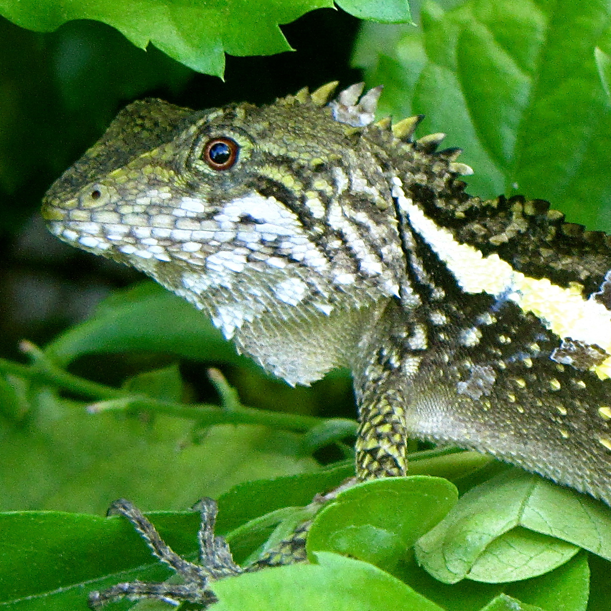 Swinhoe's Japalura (Japalura swinhonis)
