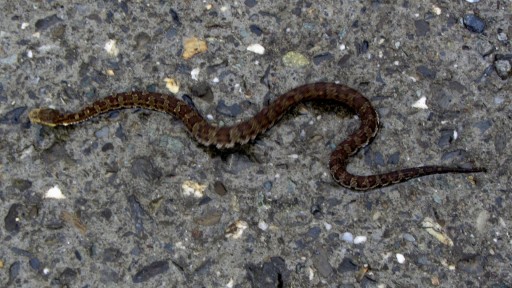 Kikuchi's Habu (Trimeresurus gracilis)