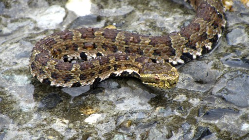 Kikuchi's Habu (Trimeresurus gracilis)