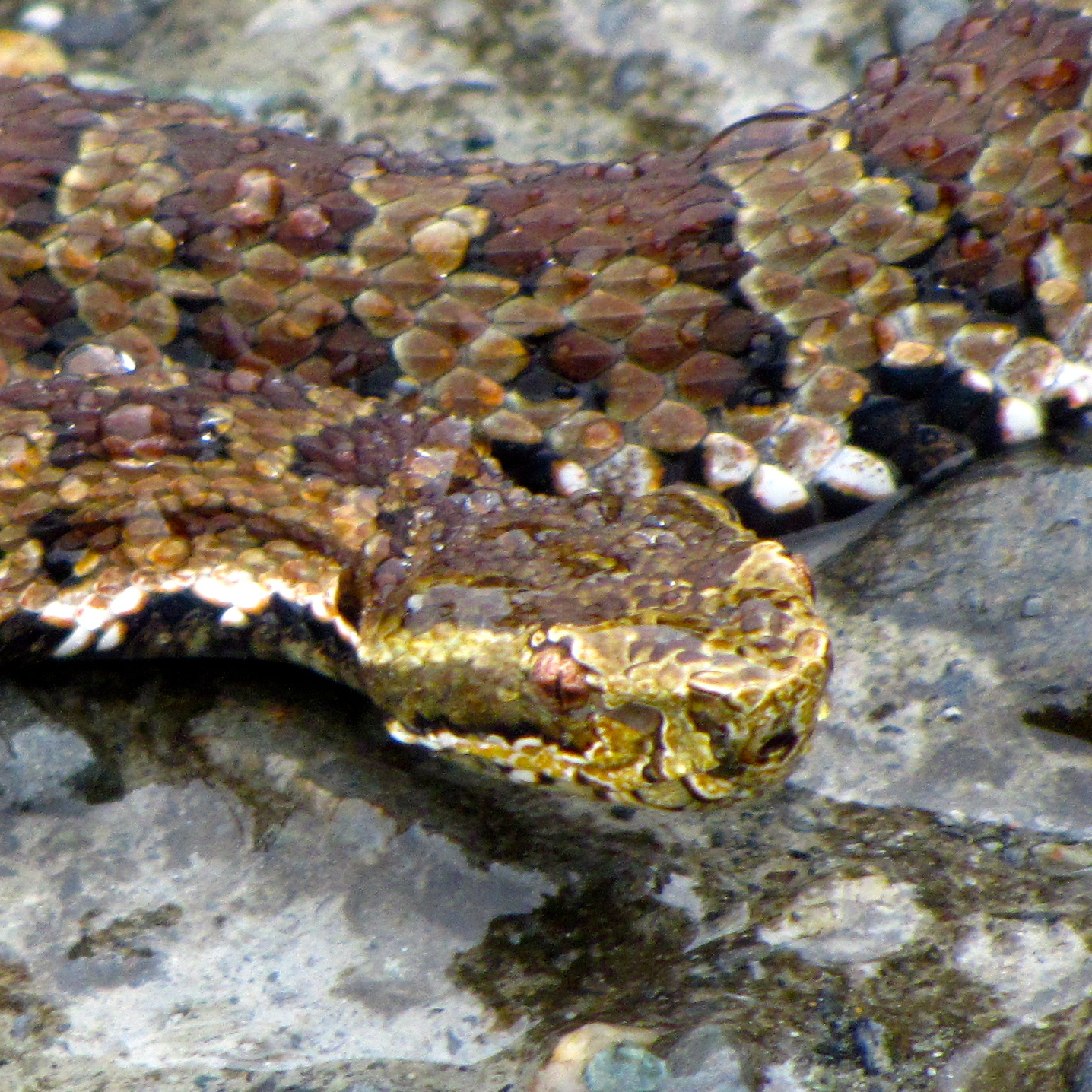 Kikuchi's Habu (Trimeresurus gracilis)