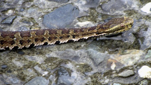 Kikuchi's Habu (Trimeresurus gracilis)