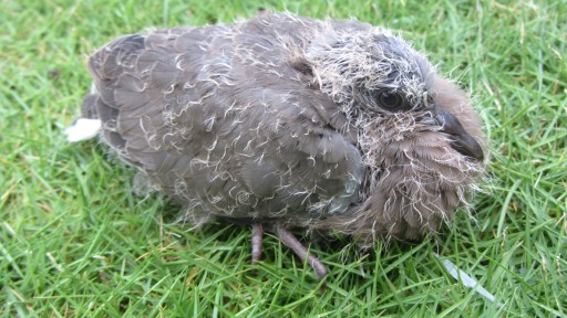 Spotted dove (Spilopelia chinensis)