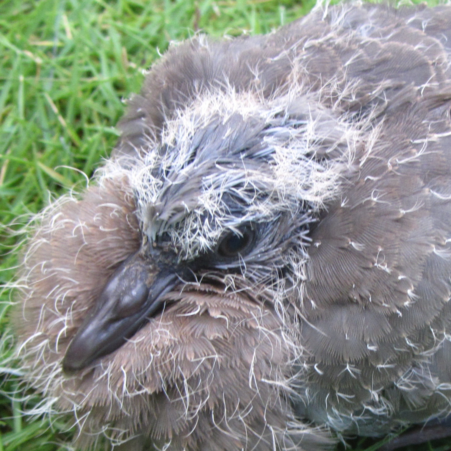 Spotted dove (Spilopelia chinensis)