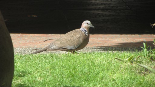 Spotted dove (Spilopelia chinensis)