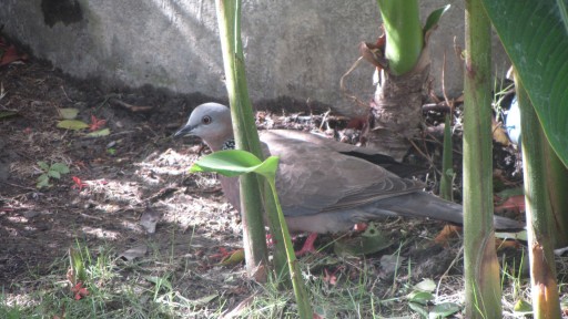 Spotted dove (Spilopelia chinensis)