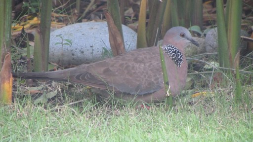 Spotted dove (Spilopelia chinensis)