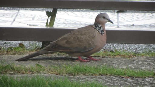 Spotted dove (Spilopelia chinensis)