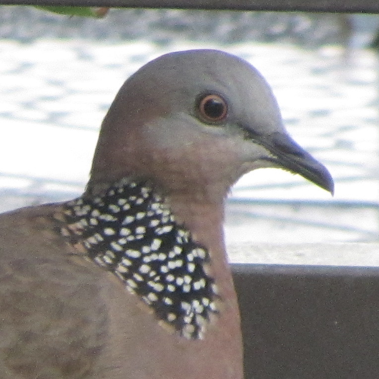Spotted dove (Spilopelia chinensis)