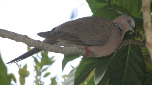 Spotted dove (Spilopelia chinensis)