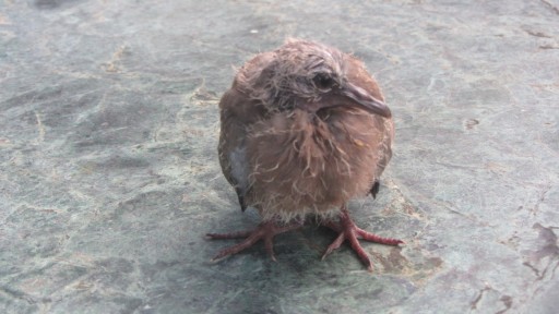 Spotted dove (Spilopelia chinensis)