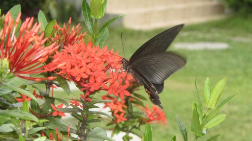 Jungle geranium (Ixora coccinea)