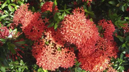 Jungle geranium (Ixora coccinea)