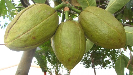 Malabar chestnut (Pachira aquatica)