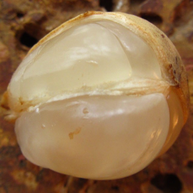 Langsat (Lansium domesticum)