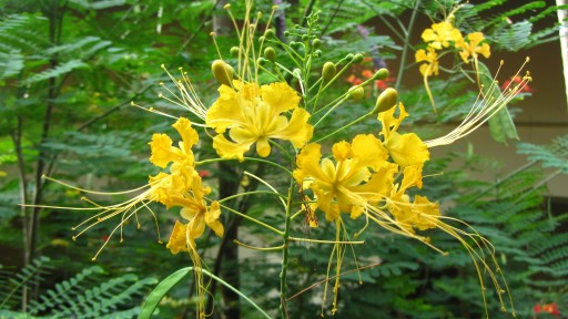 Peacock flower (Caesalpinia pulcherrima)