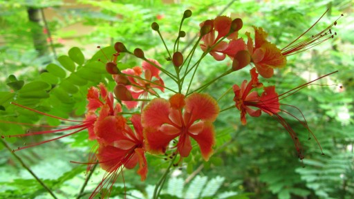 Peacock flower (Caesalpinia pulcherrima)